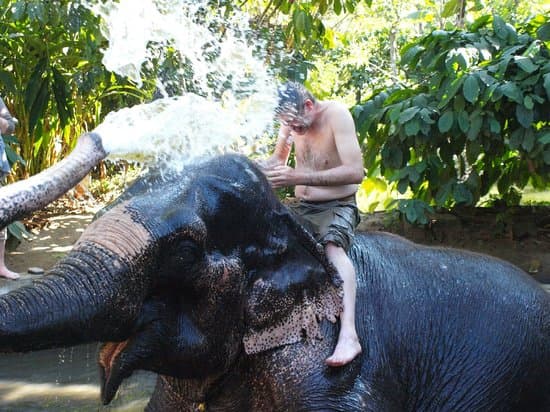 Elephant Junction Thekkady: Elephant spraying water