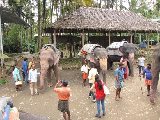 Thekkady Elephant Junction: Elephant training session