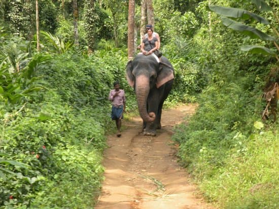 Elephant Junction Thekkady: Elephant walking on path
