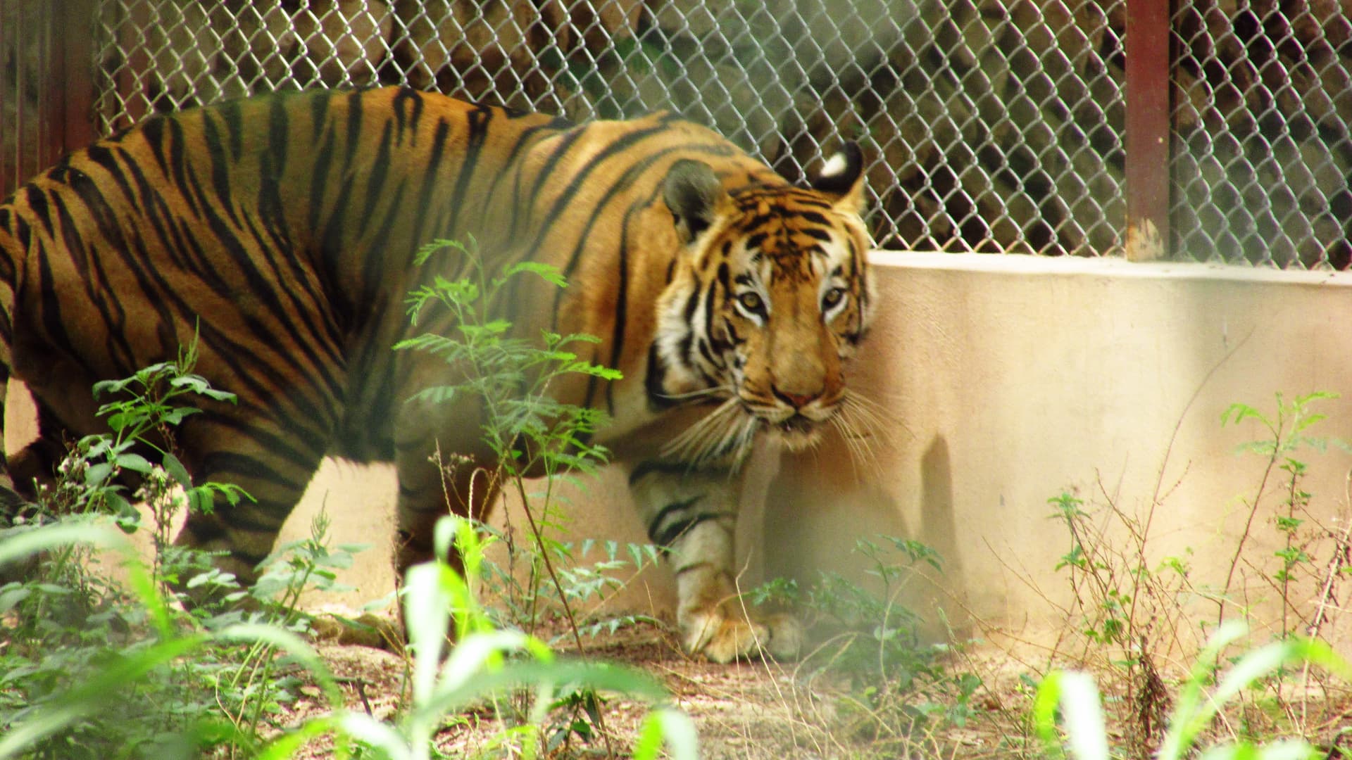 Tiger at Lucknow Zoo