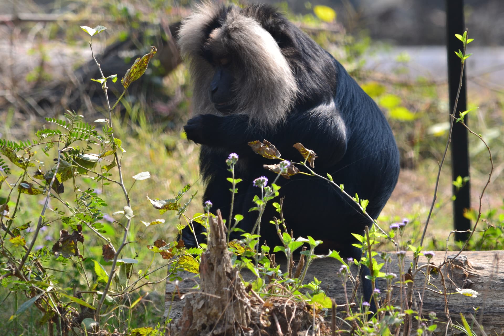 Lion Tailed Monkey at Lucknow Zoo