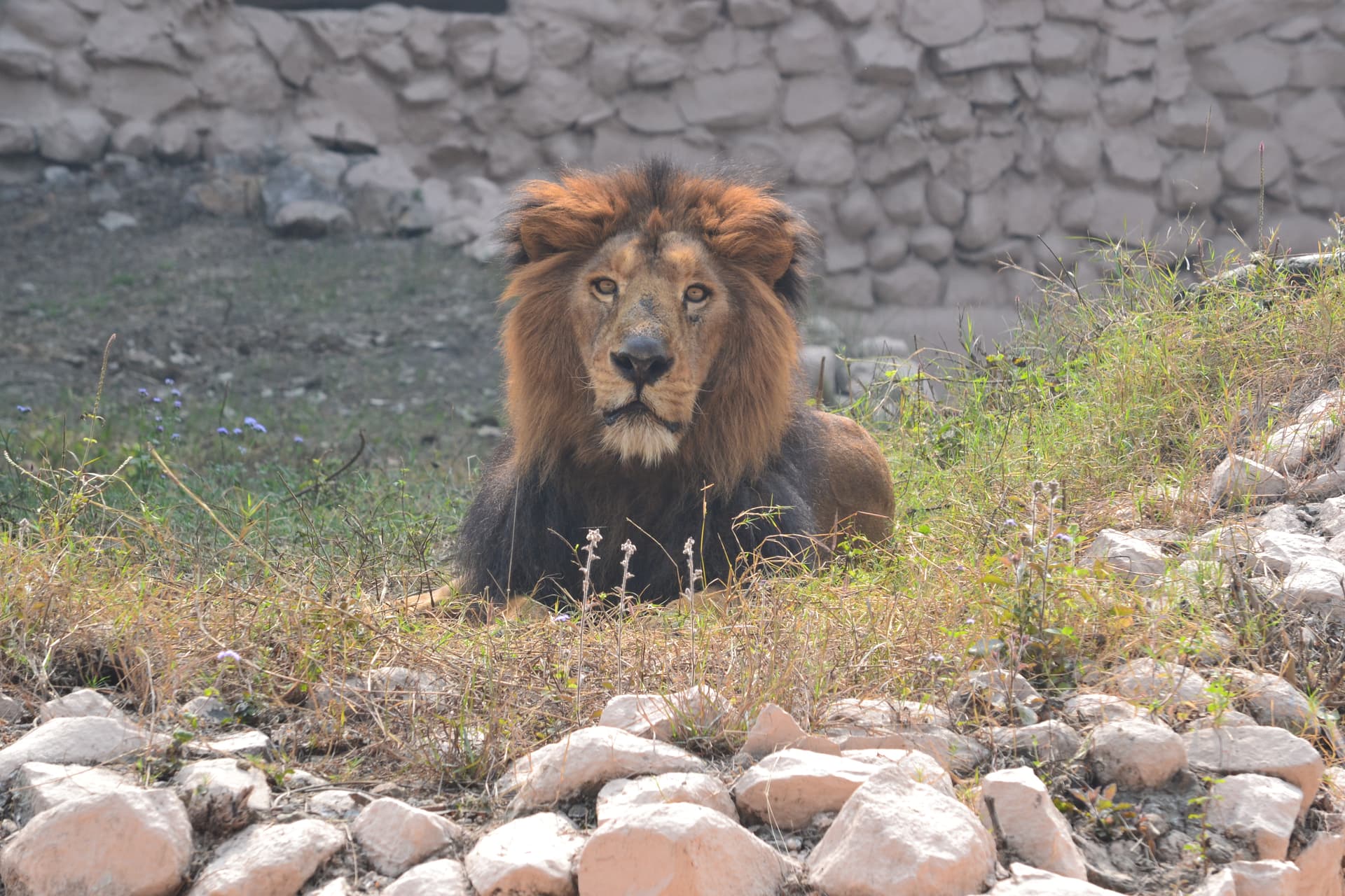 Asiatic Lion at Lucknow Zoo