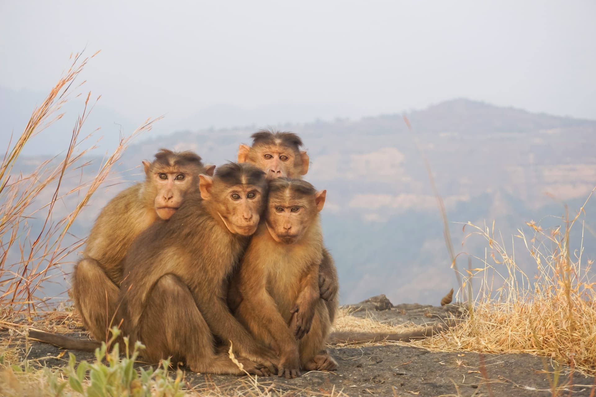 Monkey Point, Matheran