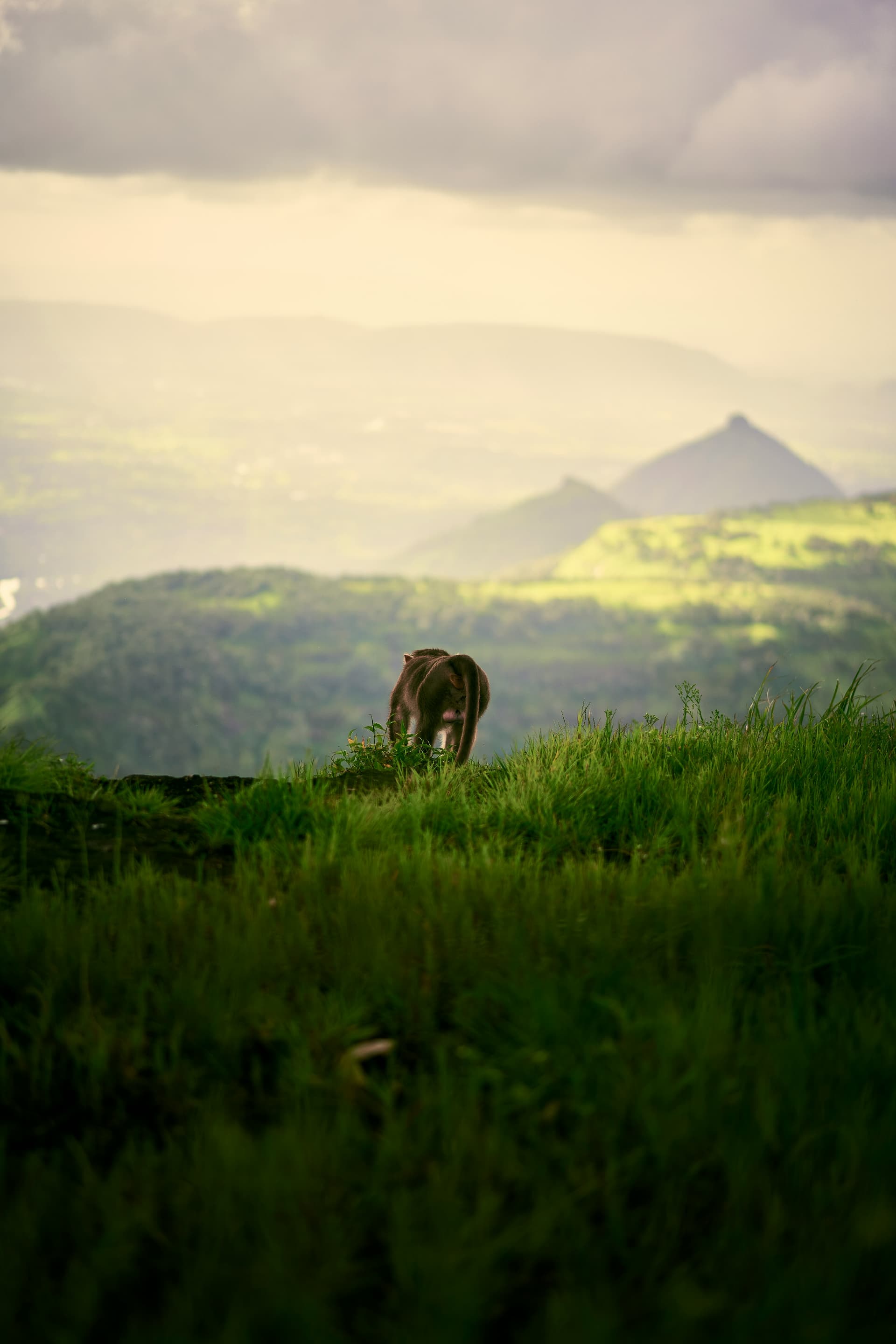 Monkey Point, Matheran