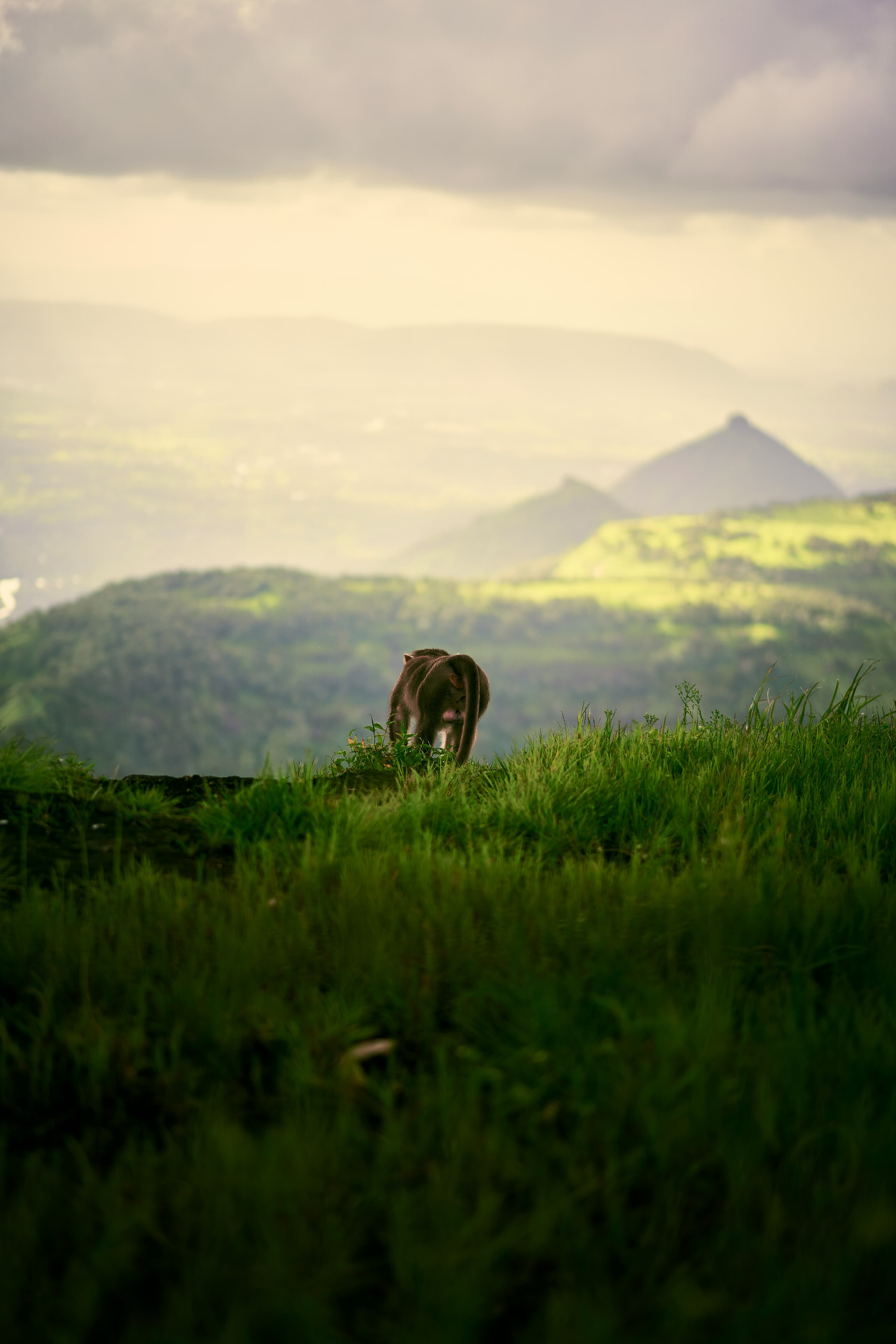 Monkey Point, Matheran
