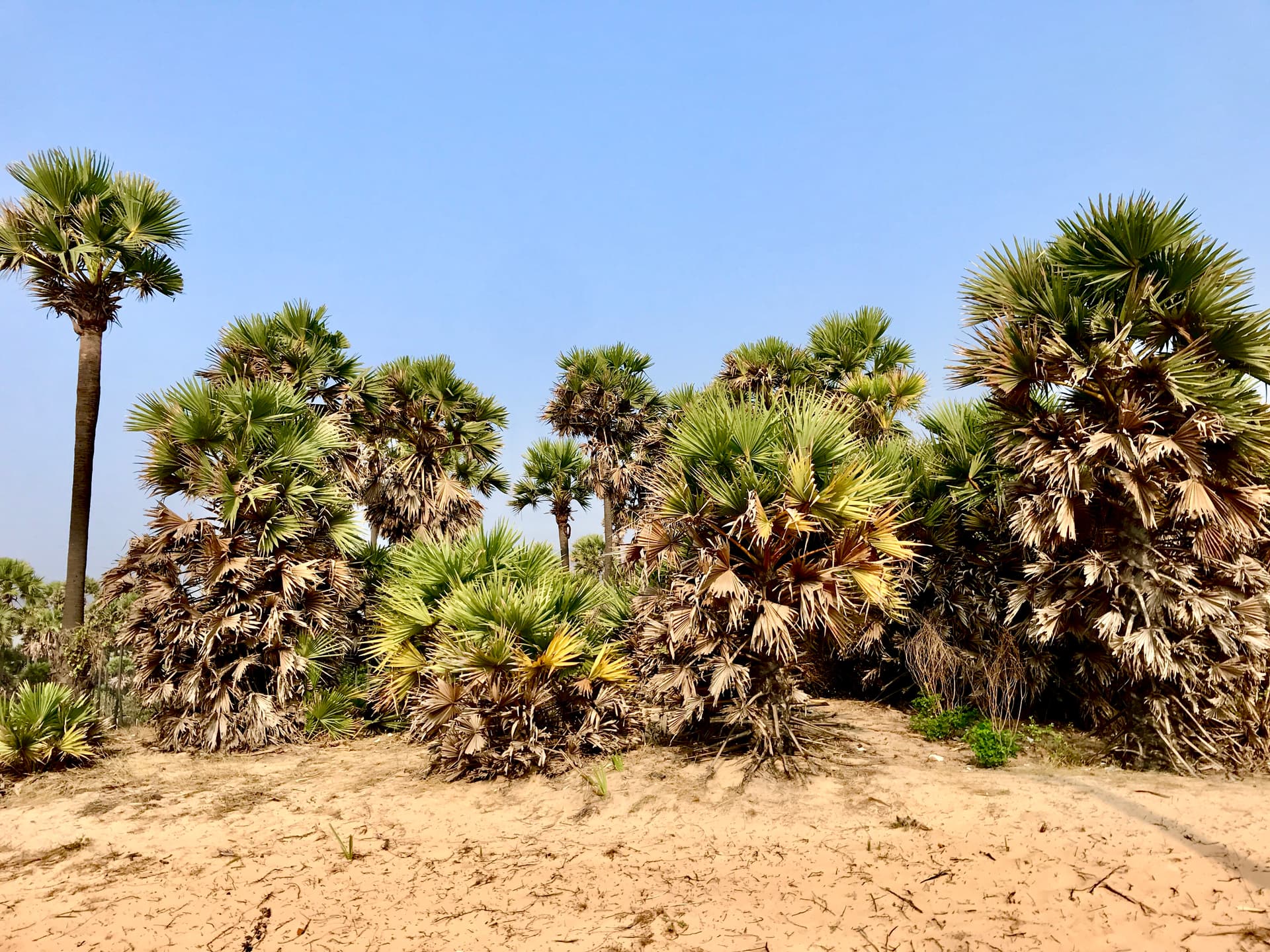 Palm trees near the Yarada Beach