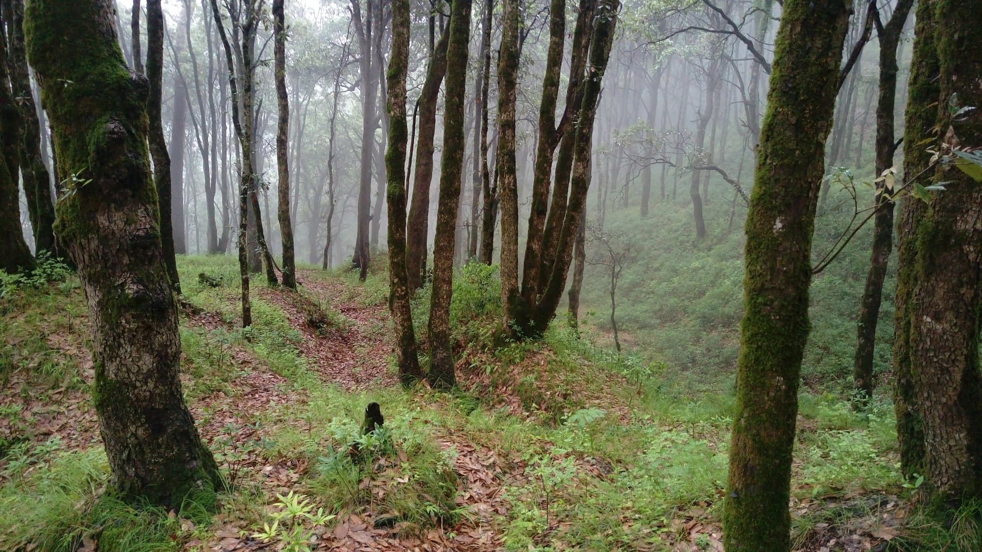 Chail Wildlife Sanctuary