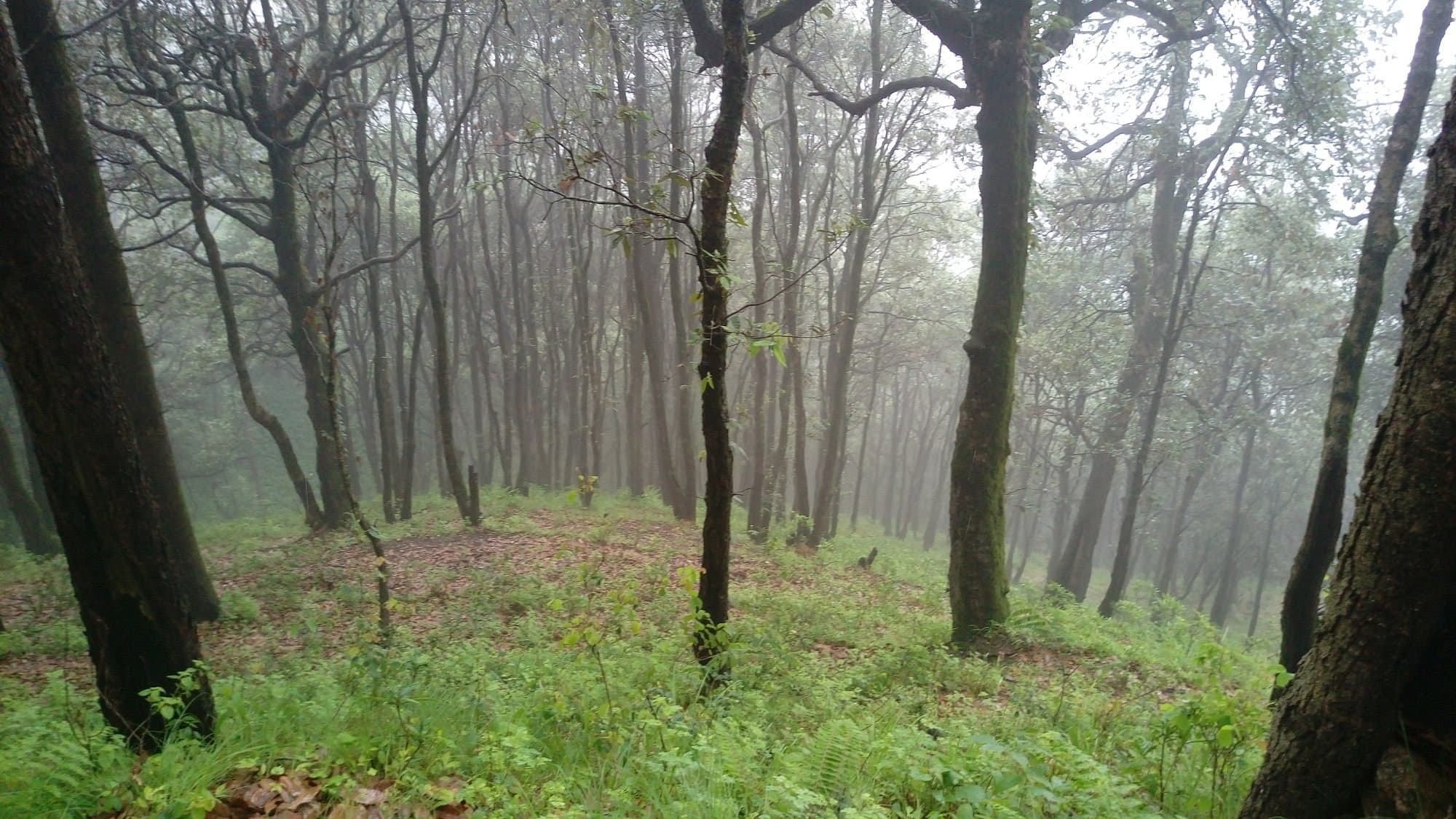 Chail Wildlife Sanctuary