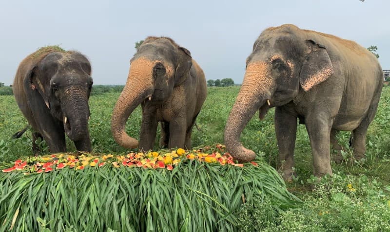 Elephant Conservation and Care Center