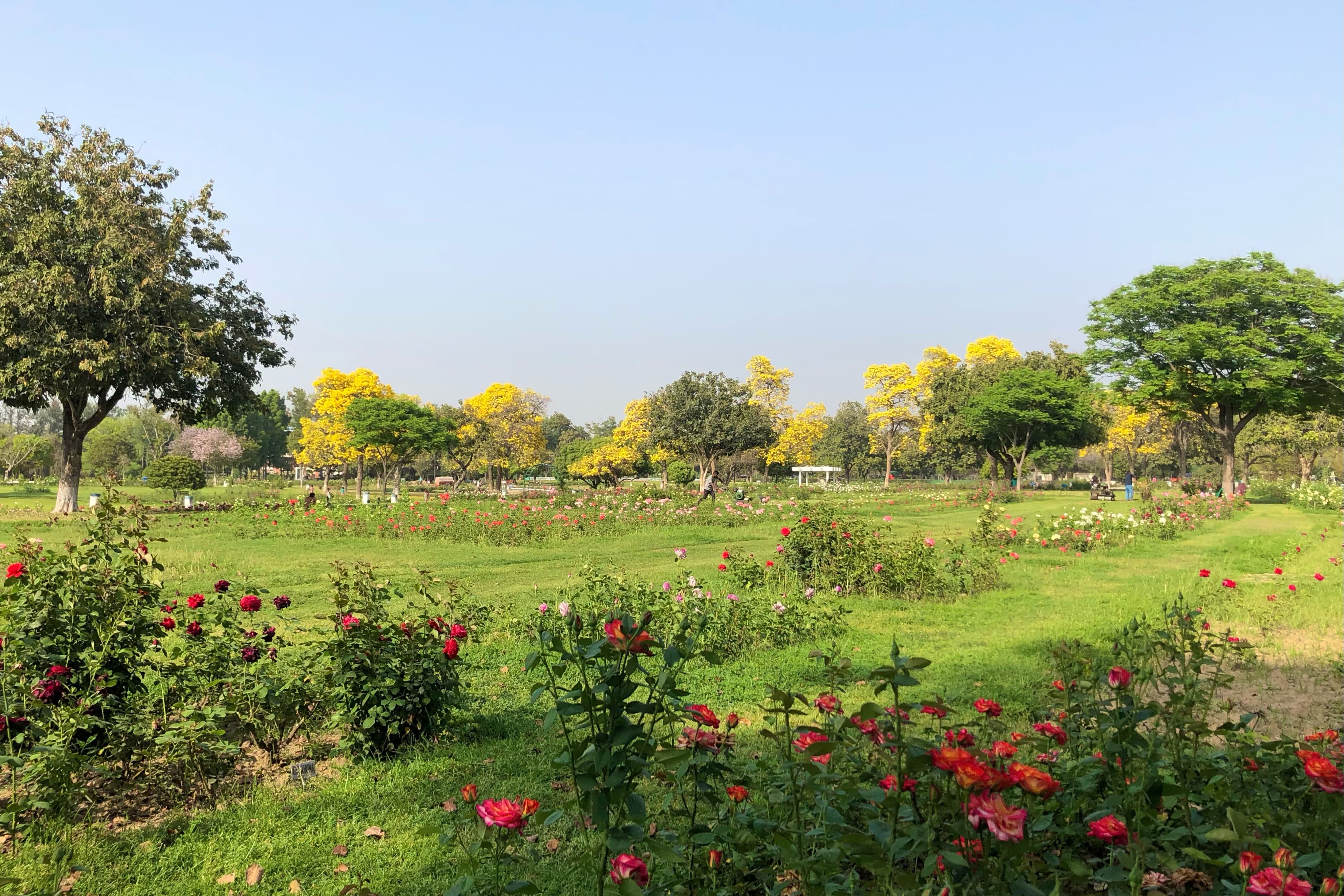 Zakir Hussain Rose Garden