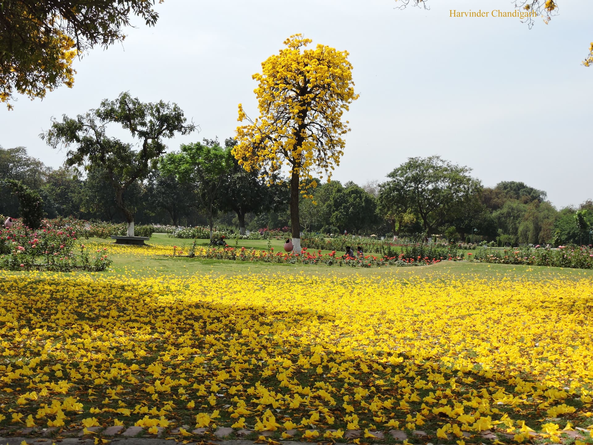 Zakir Hussain Rose Garden