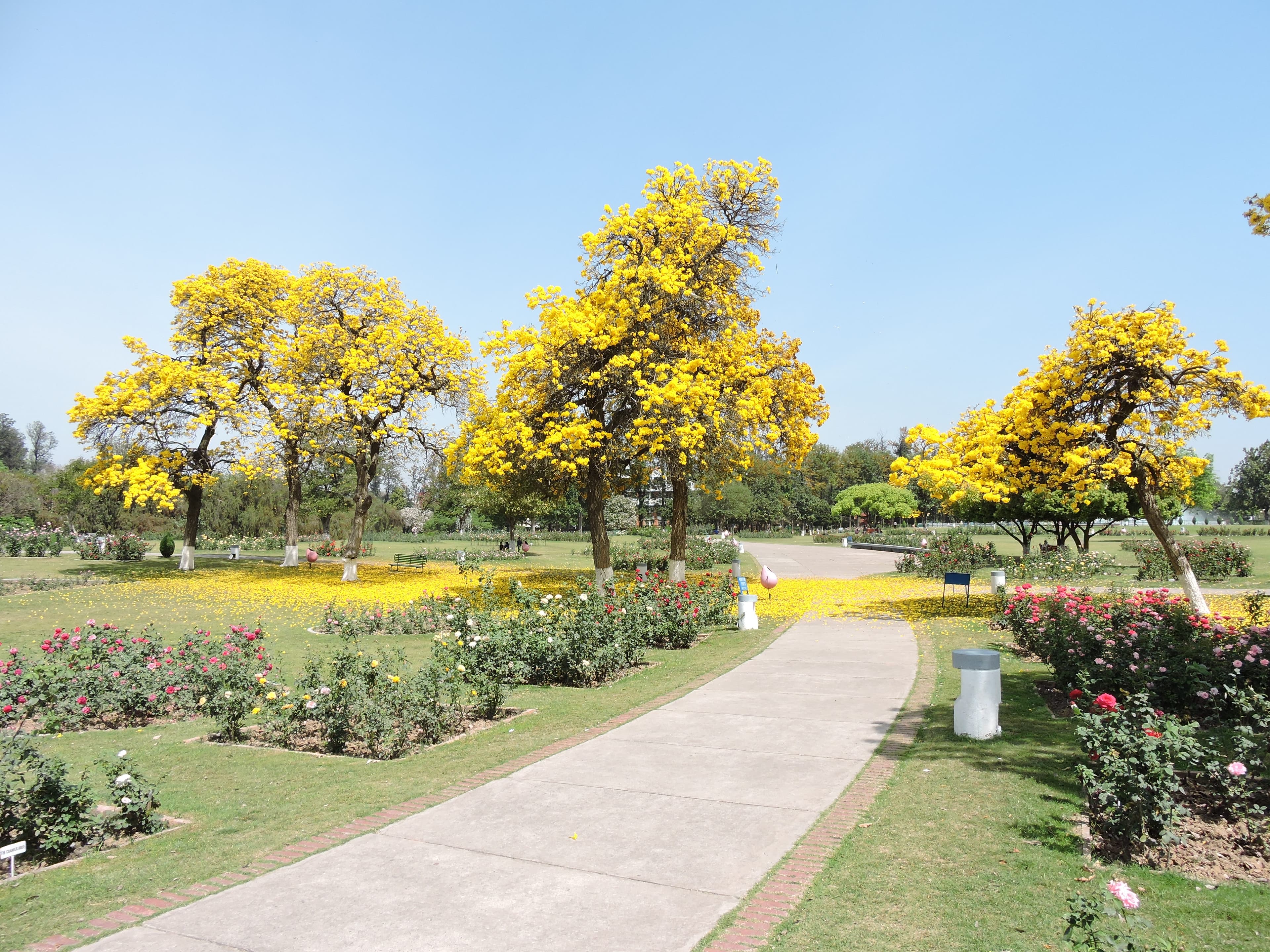 Zakir Hussain Rose Garden