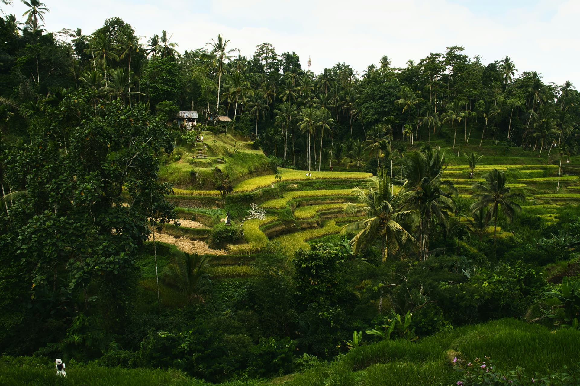 Ceking Rice Terrace panorama