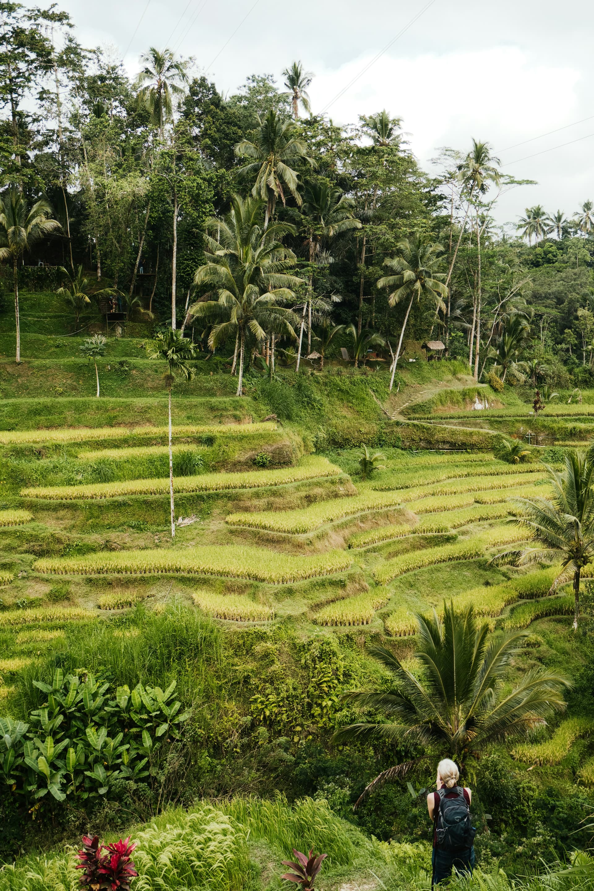 Terraced fields in Bali