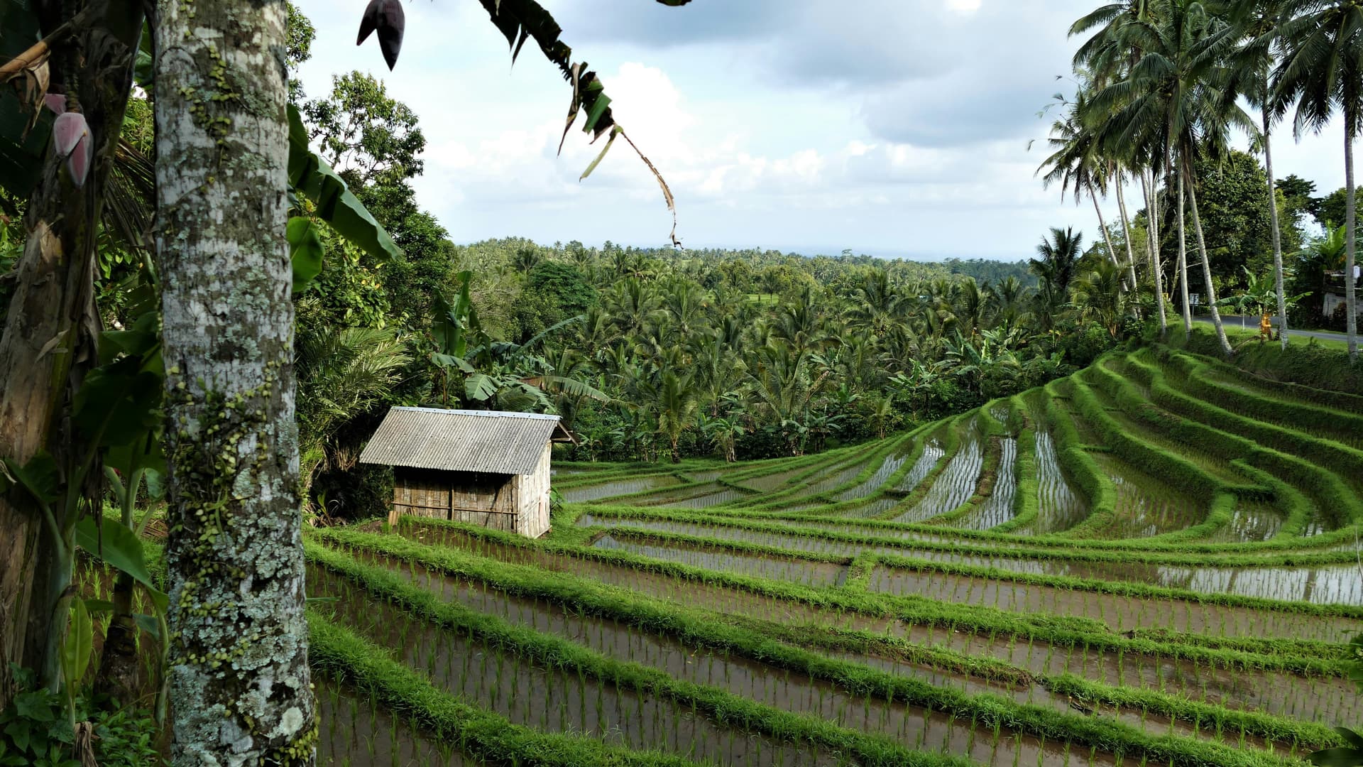 Rice paddies at Ceking Terrace