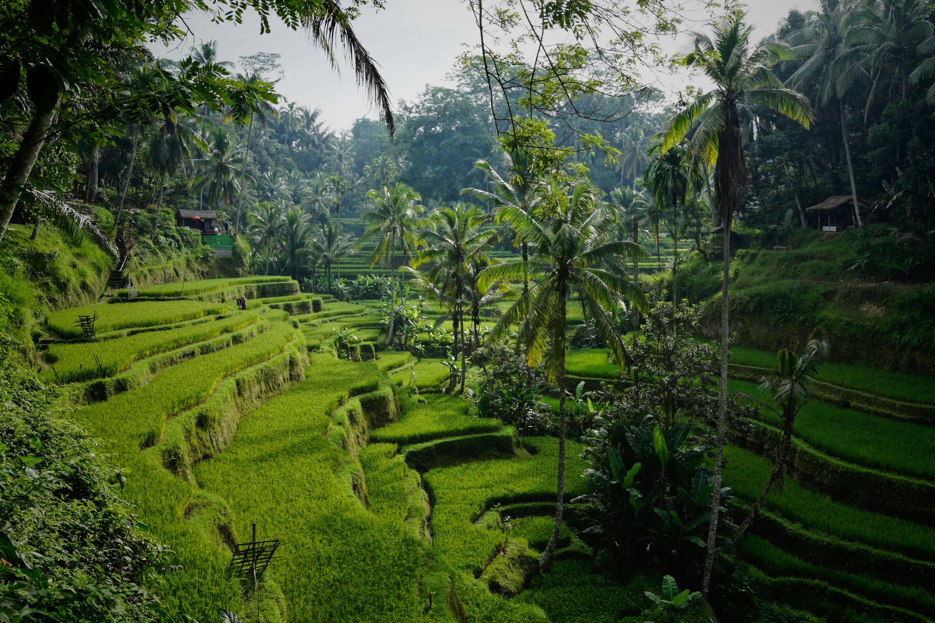 Pathway through rice terraces