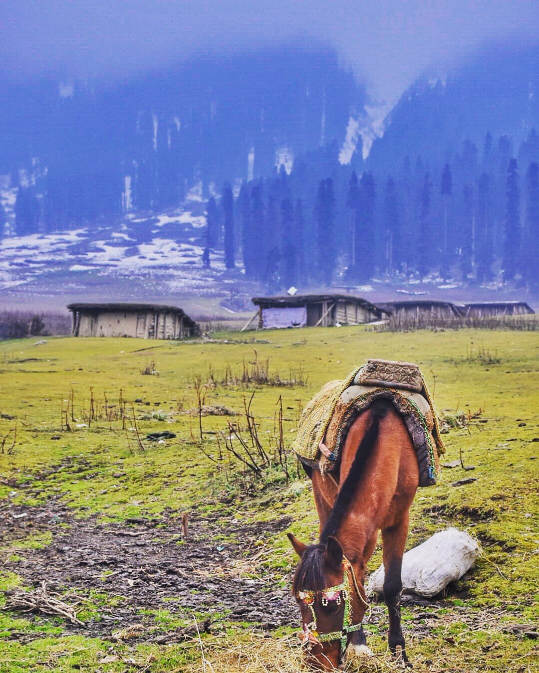 Horse grazing at Doodhpathri