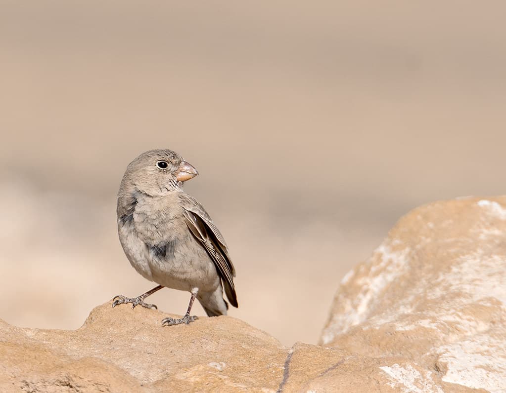 Desert National Park, Jaisalmer