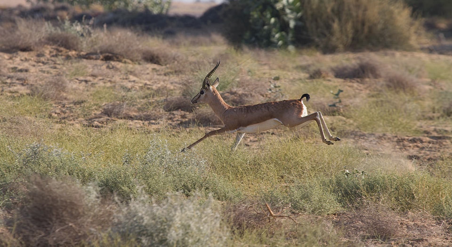 Desert National Park, Jaisalmer
