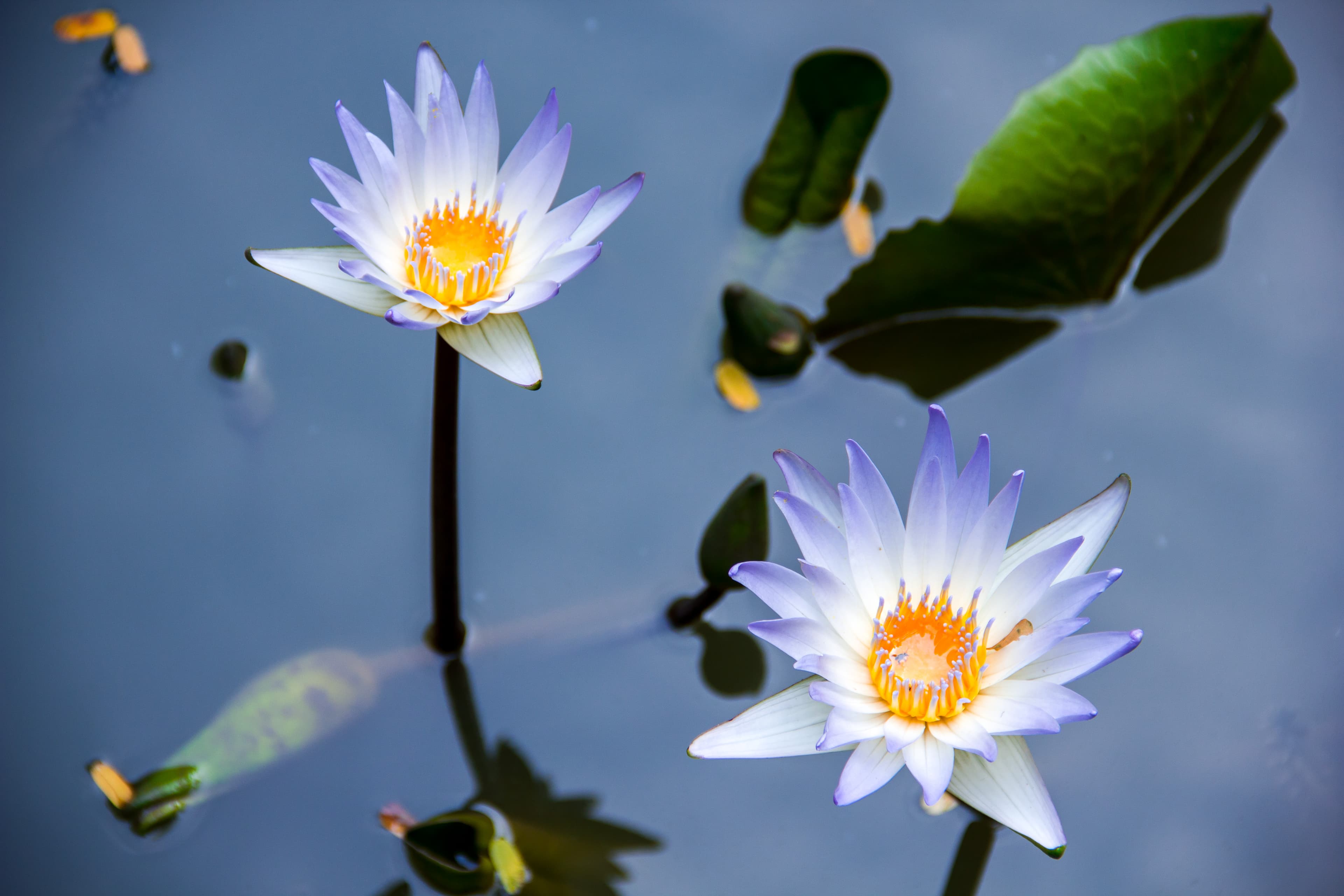 Pondicherry Botanical Garden