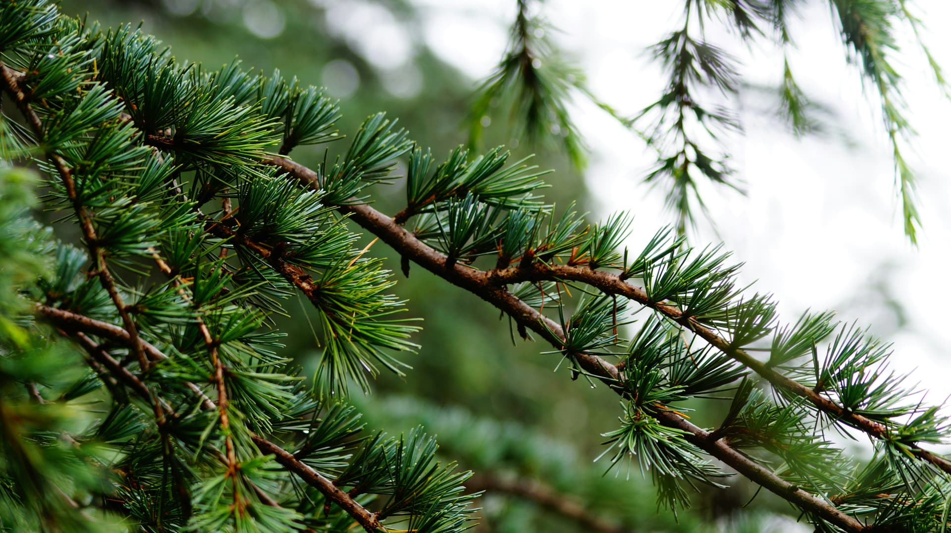 Ooty pine leaves