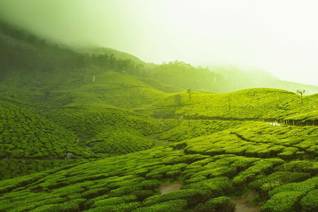 Tea Estate in Munnar