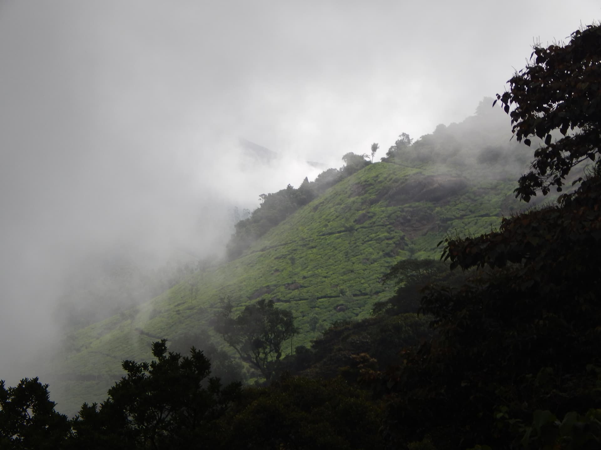 Pothamedu View Point, Munnar