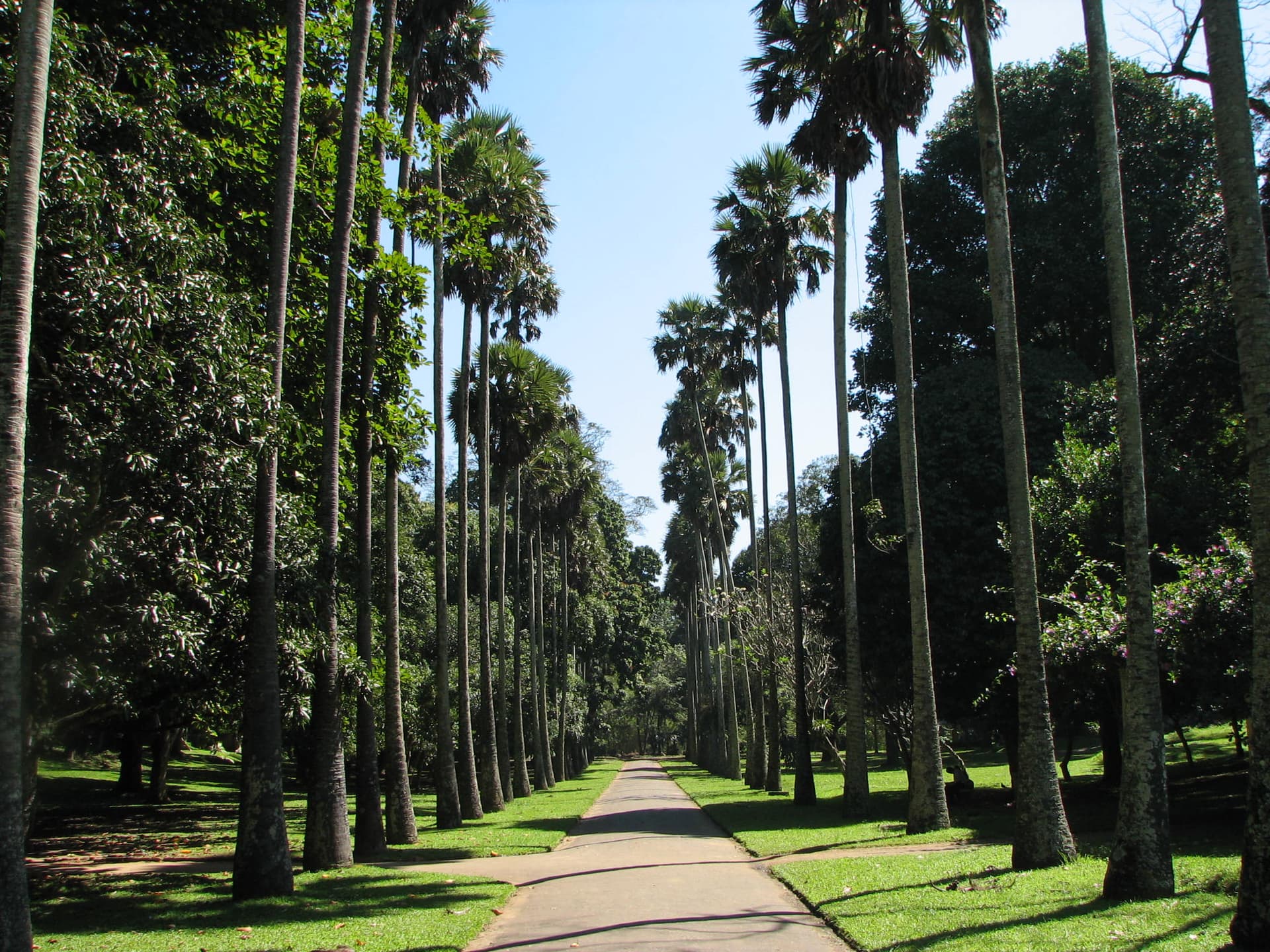 Peradeniya Botanical Garden, Sri Lanka