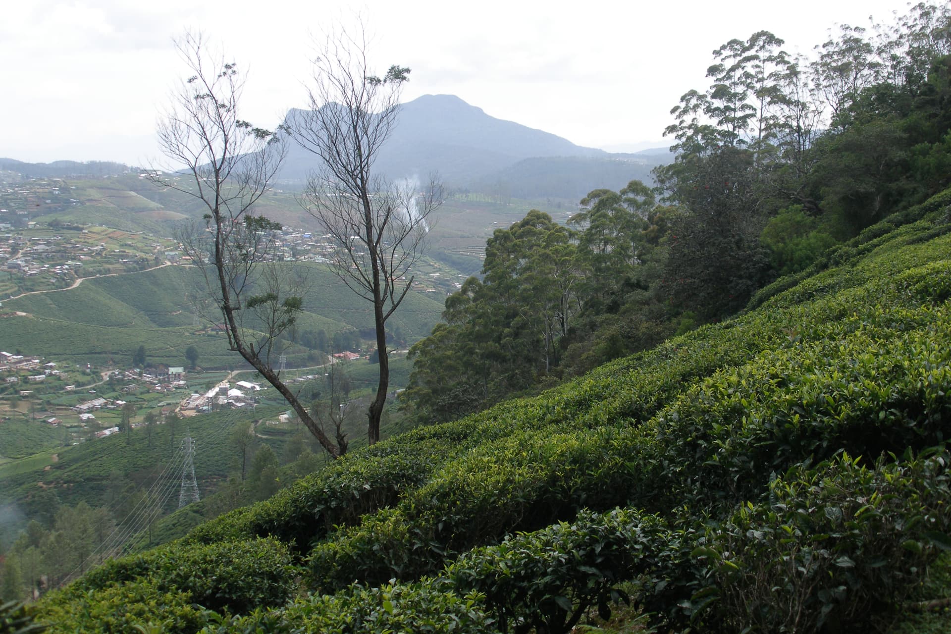 Tea Plantation in Nuwara Eliya, Sri Lanka