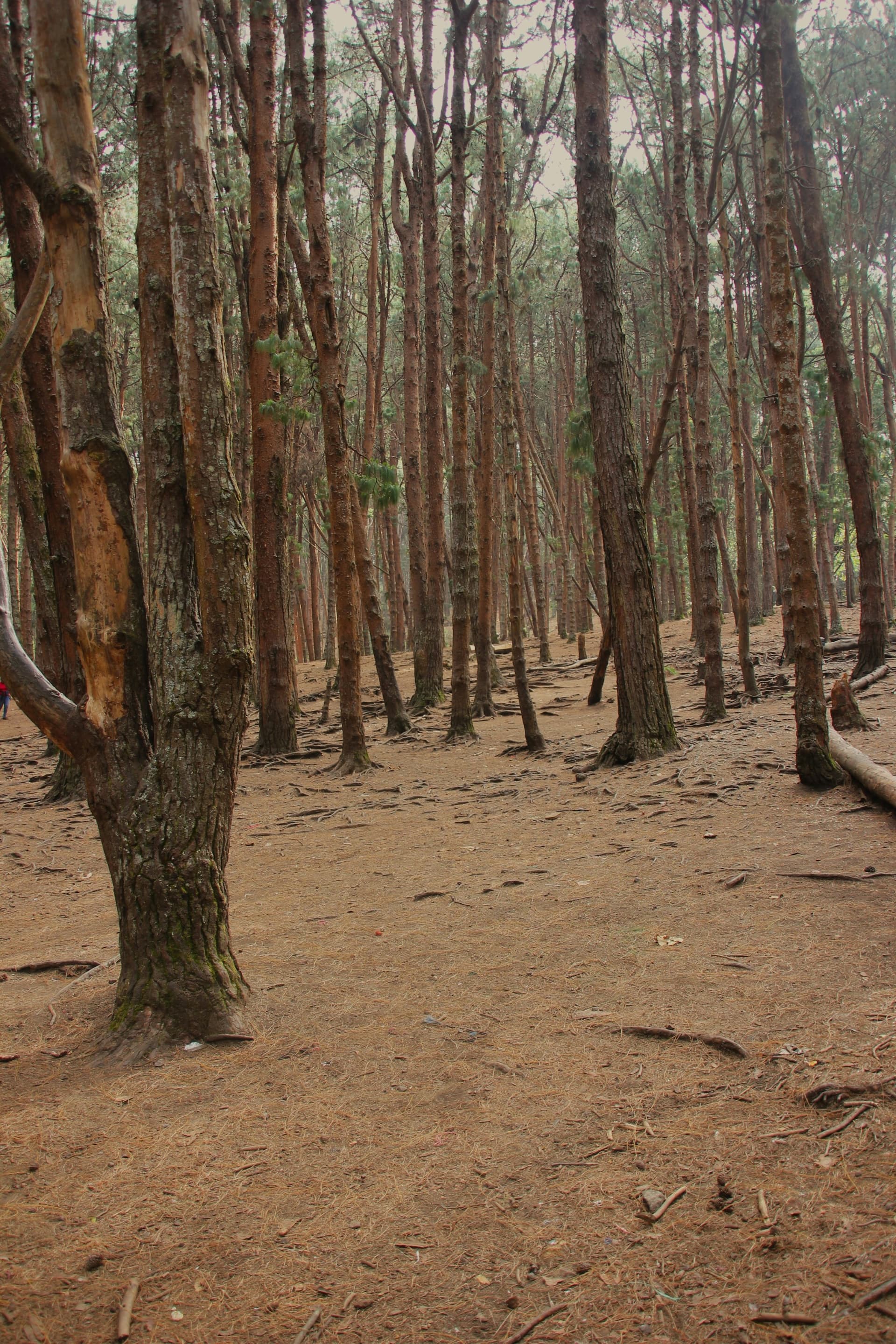 Kodaikanal