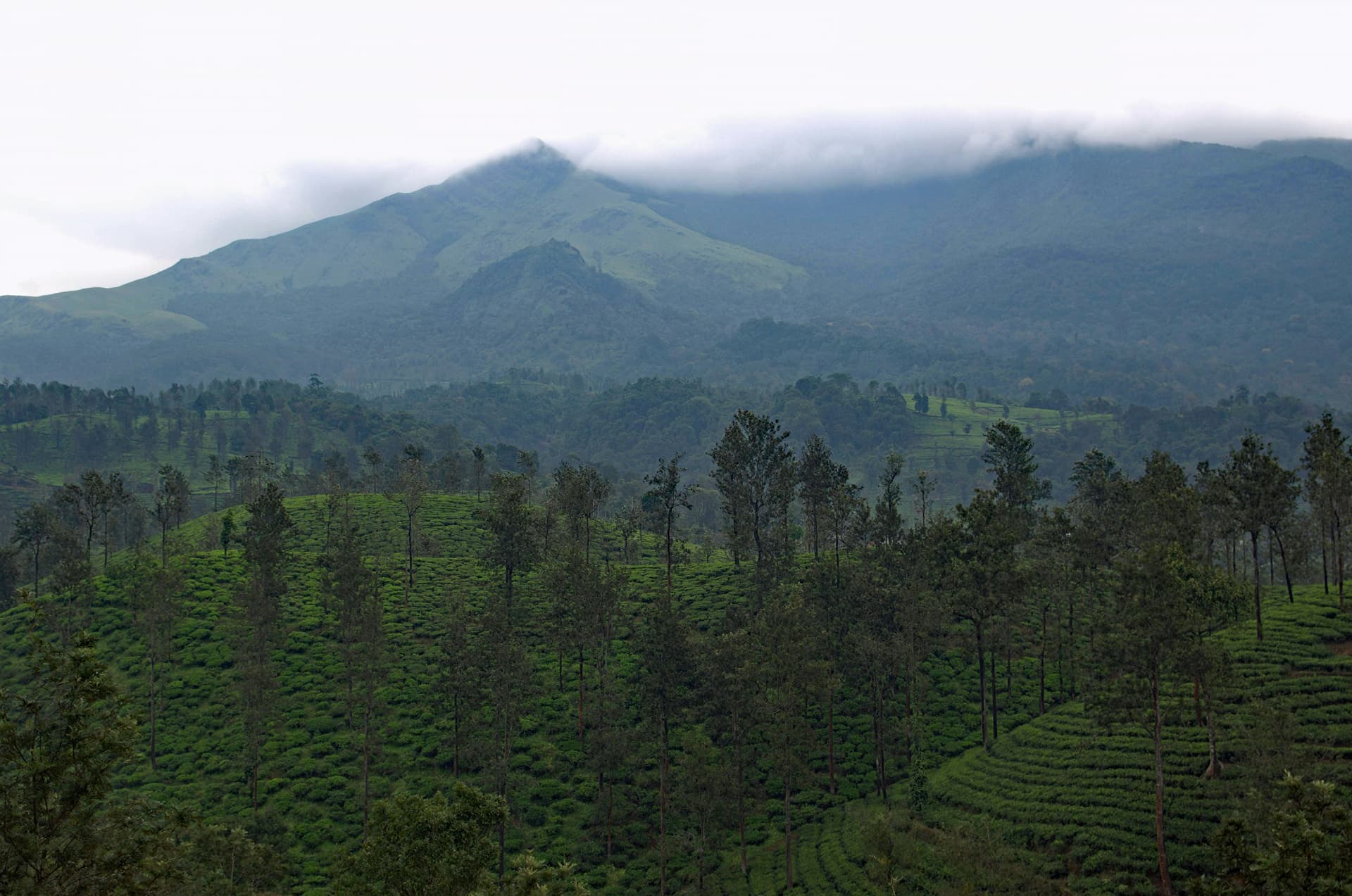Wayanad