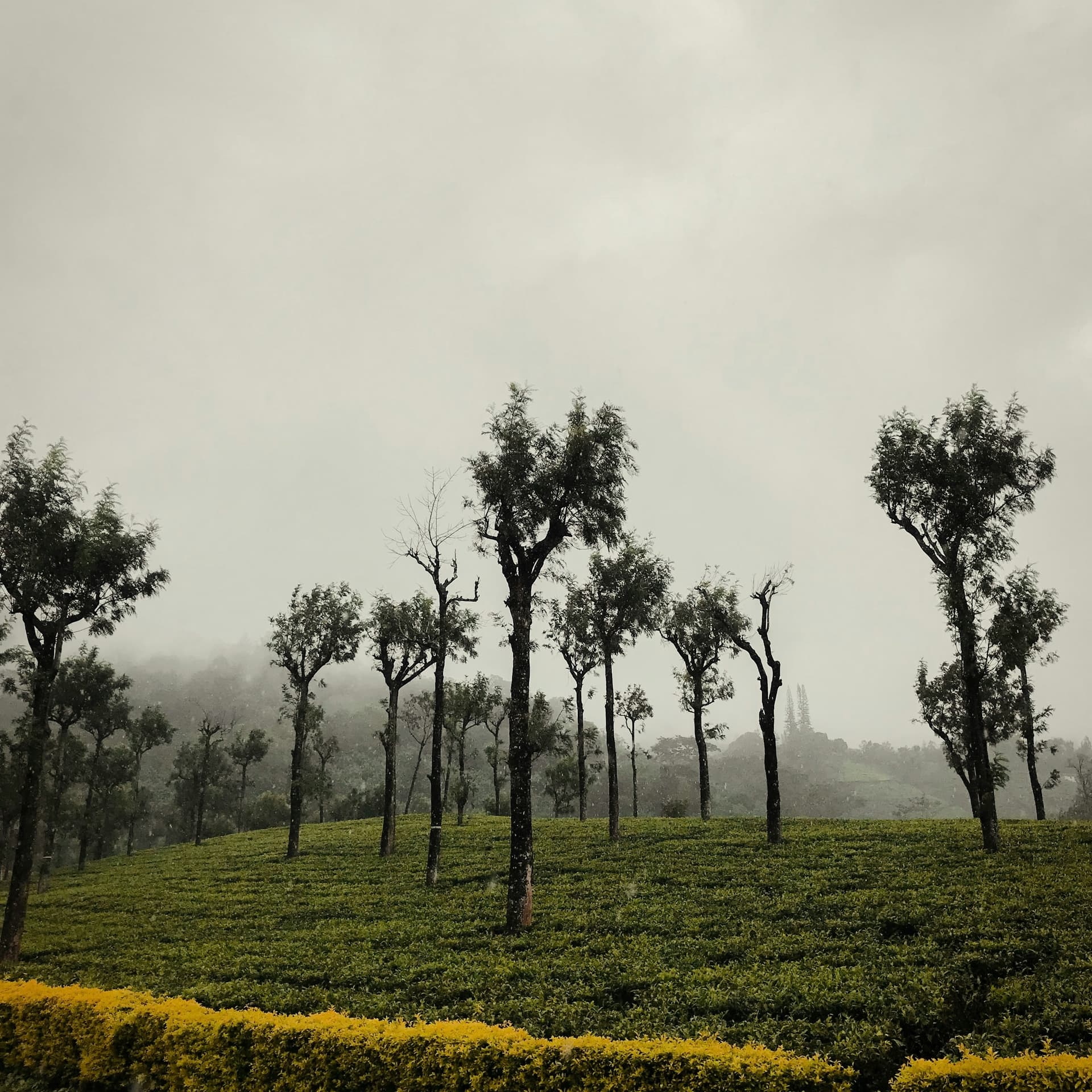 Munnar