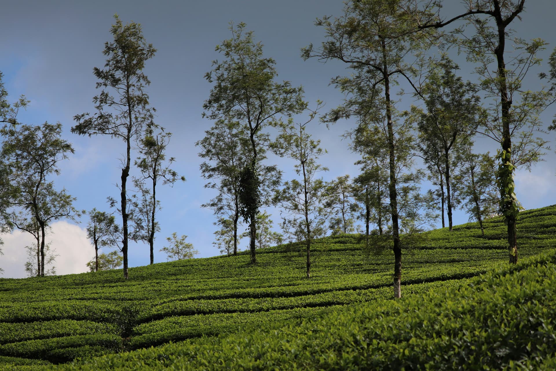 Munnar