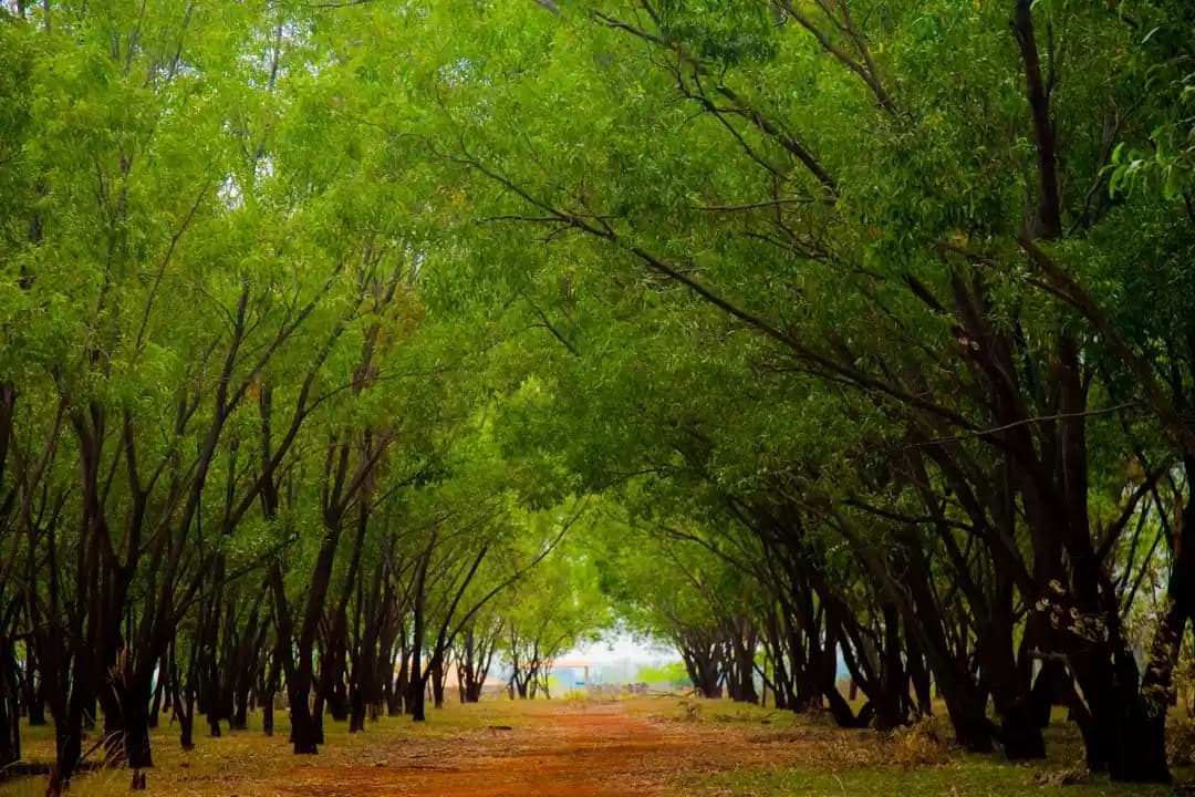 Hesaraghatta Grasslands of bangalore