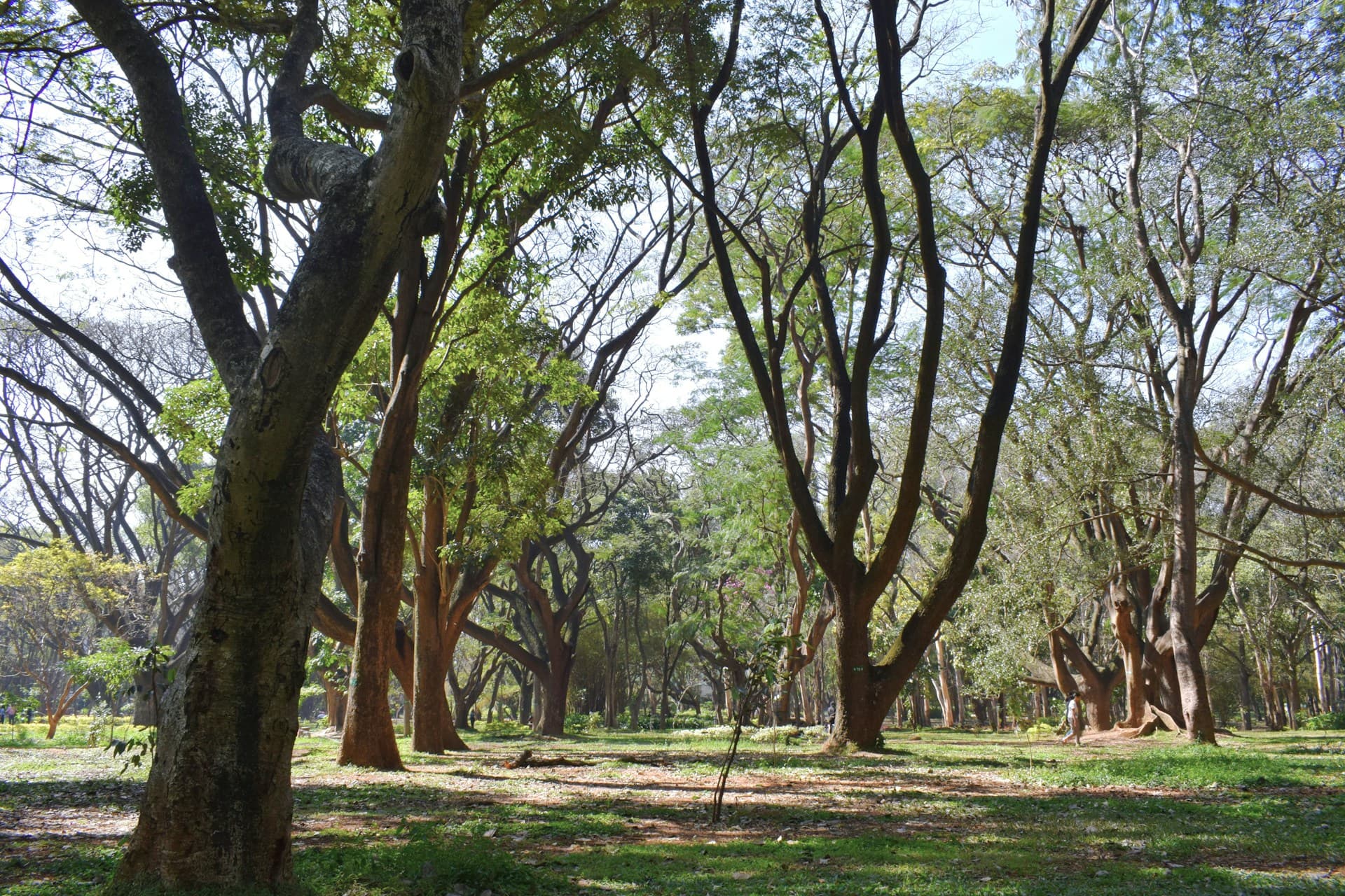 Cubbon Park Bangalore