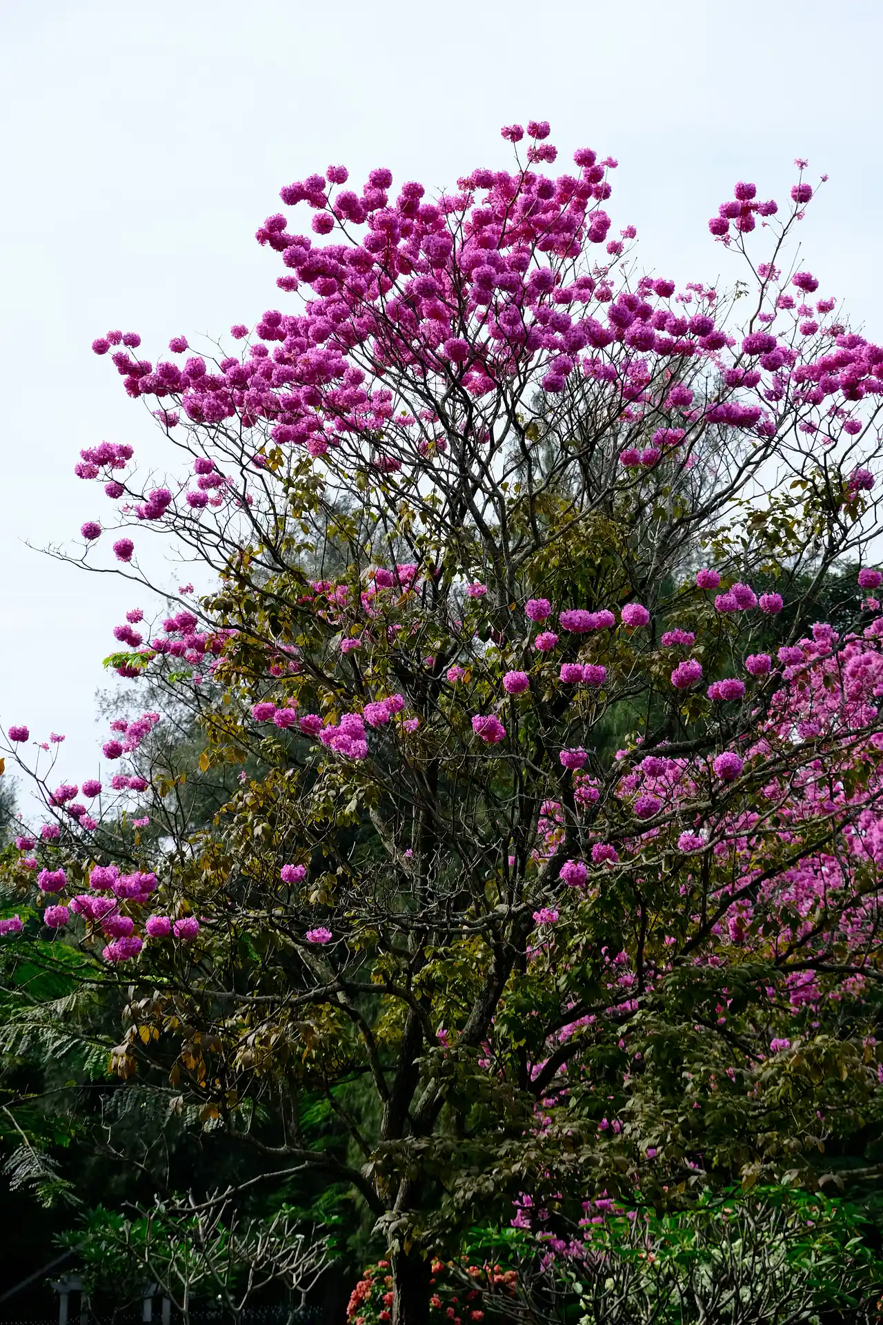 pink trees near vidhana soudha