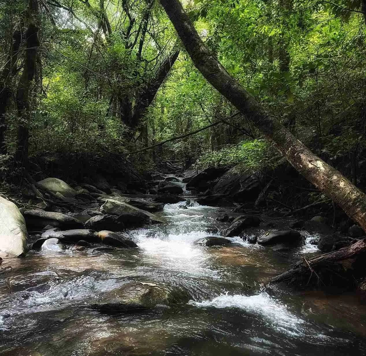 Water Stream in Kurinjal
