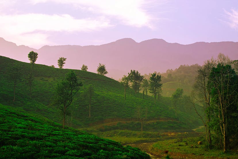 Brahmagiri Trekking Bliss: Bangalore to Wayanad Tea Garden Views