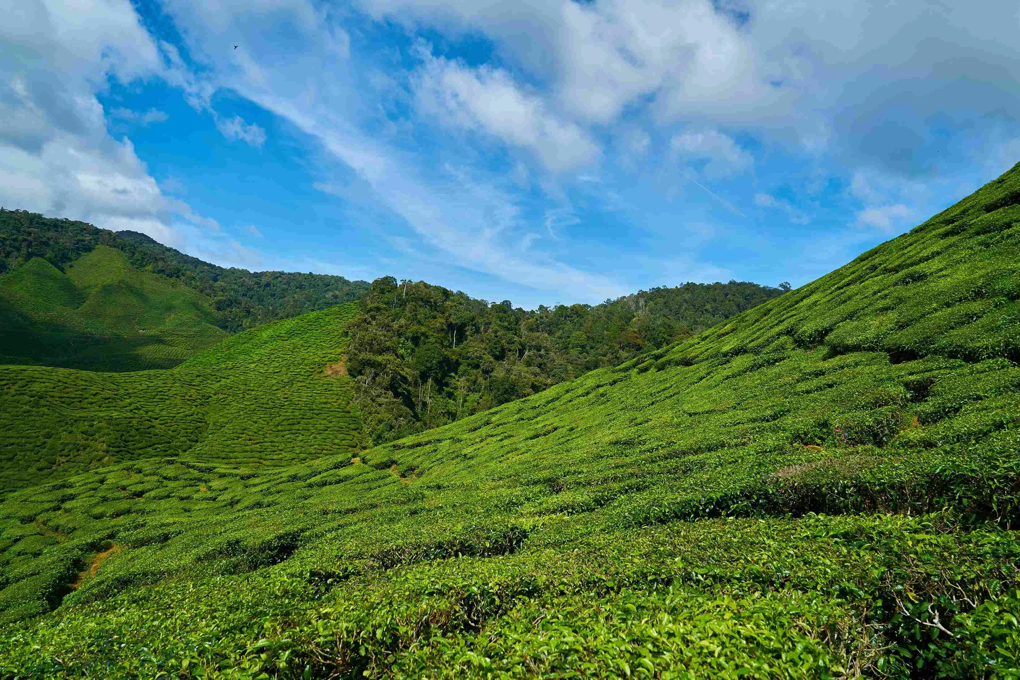 Wayanad Tour: Discover Kerala's Hidden Gem with Vast Green Tea Plantations