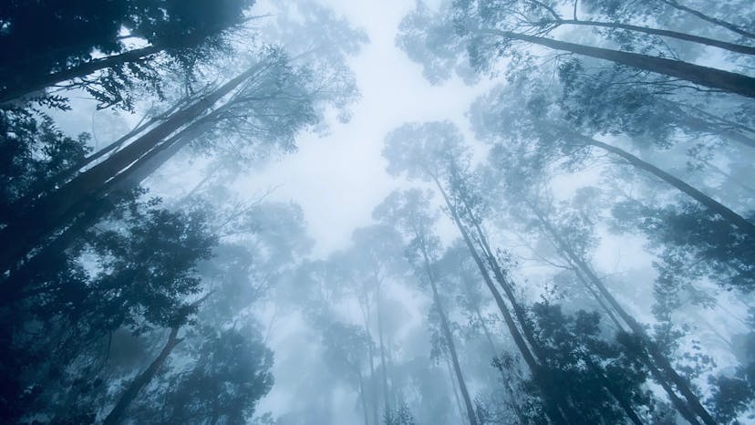 Misty Forest Harmony: Kodaikanal Backpacking Tour with Stunning Green Trees