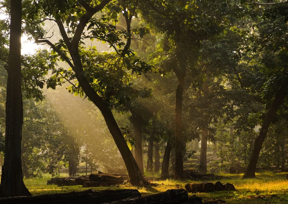 Dandeli