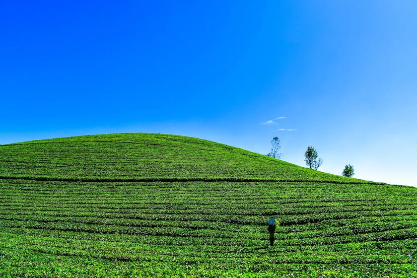 Thekkady Weekend Getaway: Breathtaking Tea Plantations Amidst Lush Greenery and Blue Sky