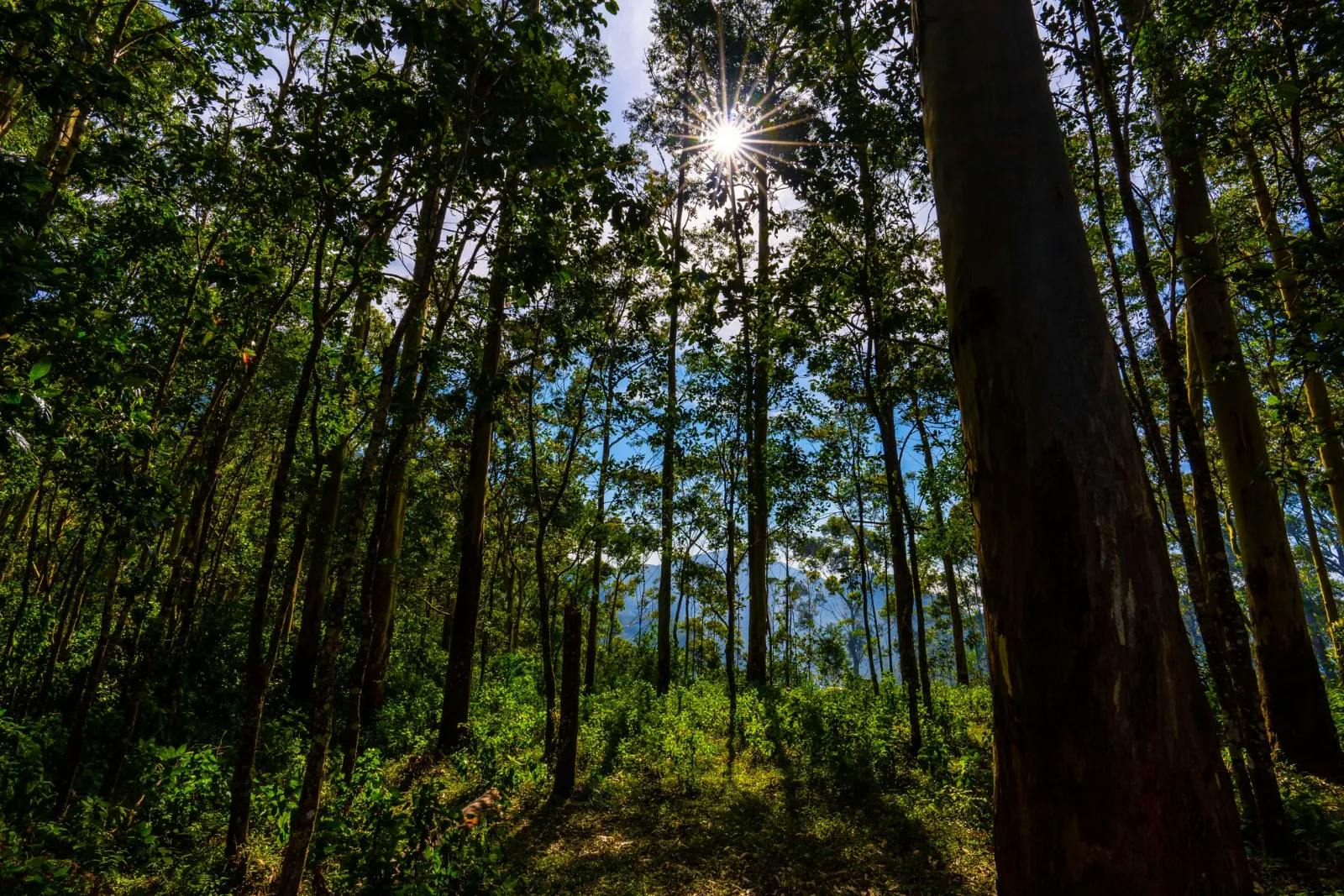 Kodaikanal Weekend Getaway: Tranquil Beauty of Tall Green Trees Under the Blue Sky