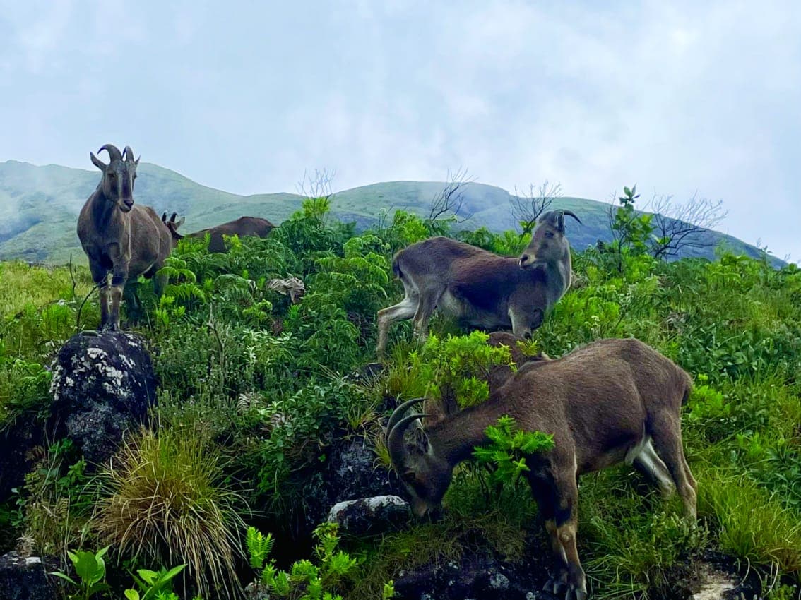 Athirapally and chochin tours from Bangalore