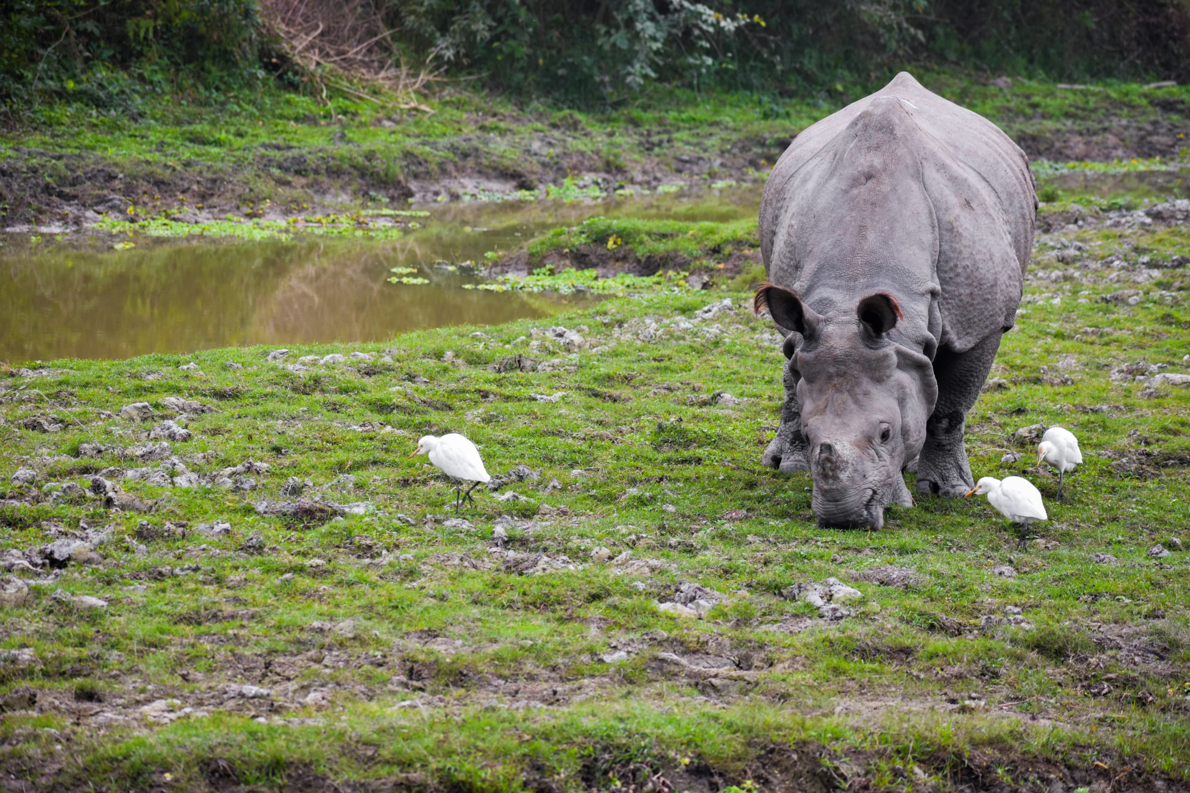 wildlife & wonders: 5 days in kaziranga and shillong