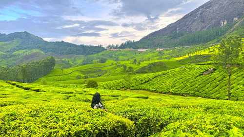 munnar and thekkady tour from bengaluru